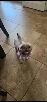 Teddy🧸, a male Shih Tzu for sale in Phoenix, AZ – Photo 8 of 8