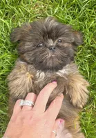 Teddy🧸, a male Shih Tzu for sale in Phoenix, AZ – Photo 1 of 8