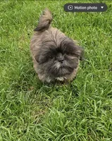 Teddy🧸, a male Shih Tzu for sale in Phoenix, AZ – Photo 6 of 8