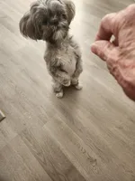 Angel, a female Shih Tzu for sale in Phoenix, AZ – 2 of 5