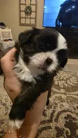 Ivy , a female Shih Tzu for sale in Phoenix, AZ – 4 of 6