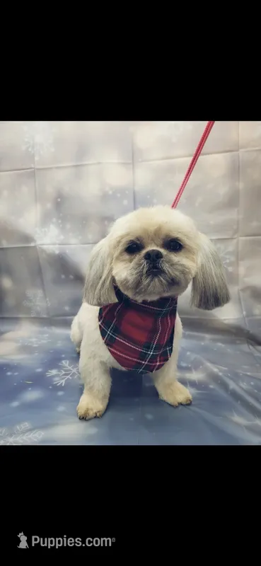 Teddy🧸 – Shih Tzu puppy for sale in Phoenix, AZ