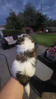 Charlie, a male Shih Tzu for sale in Phoenix, AZ – 2 of 8