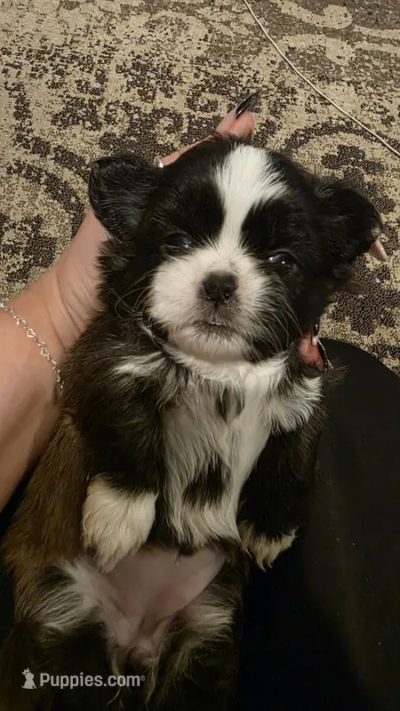 Ivy  – Shih Tzu puppy for sale in Phoenix, AZ