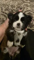 Ivy , a female Shih Tzu for sale in Phoenix, AZ – 1 of 6