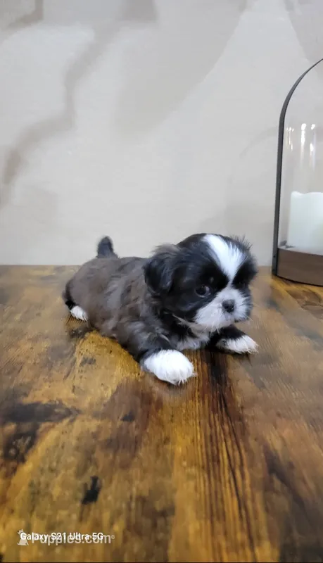 Ivy  – Shih Tzu puppy for sale in Phoenix, AZ