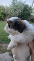 Bentley , a male Shih Tzu for sale in Phoenix, AZ – 4 of 4