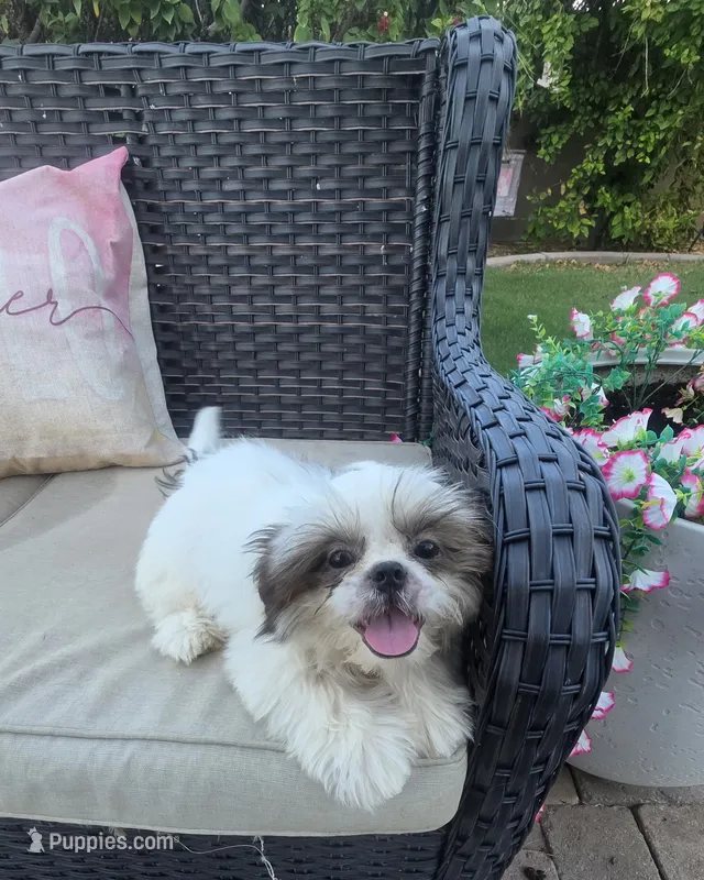 Bentley  – Shih Tzu puppy for sale in Phoenix, AZ