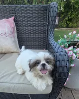 Charlie, a male Shih Tzu for sale in Phoenix, AZ – 1 of 3
