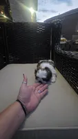 Charlie, a male Shih Tzu for sale in Phoenix, AZ – 6 of 8