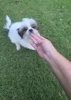 Charlie, a male Shih Tzu for sale in Phoenix, AZ – 3 of 3