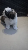 Charlie, a male Shih Tzu for sale in Phoenix, AZ – 3 of 8