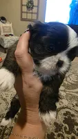 Ivy , a female Shih Tzu for sale in Phoenix, AZ – 3 of 6