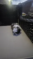 Charlie, a male Shih Tzu for sale in Phoenix, AZ – 5 of 8
