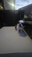 Charlie, a male Shih Tzu for sale in Phoenix, AZ – 8 of 8