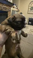 Gizmo, a male Shih Tzu for sale in Phoenix, AZ – 3 of 6