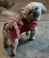 Teddy🧸, a male Shih Tzu for sale in Phoenix, AZ – 2 of 3