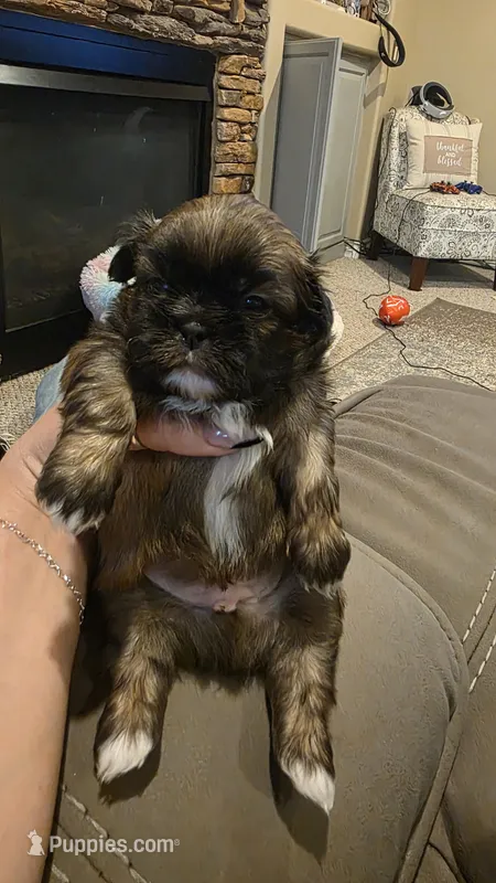 Gizmo – Shih Tzu puppy for sale in Phoenix, AZ