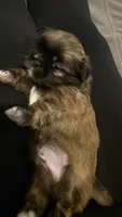 Gizmo, a male Shih Tzu for sale in Phoenix, AZ – 4 of 6