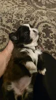 Ivy , a female Shih Tzu for sale in Phoenix, AZ – 6 of 6