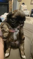 Gizmo, a male Shih Tzu for sale in Phoenix, AZ – 5 of 6