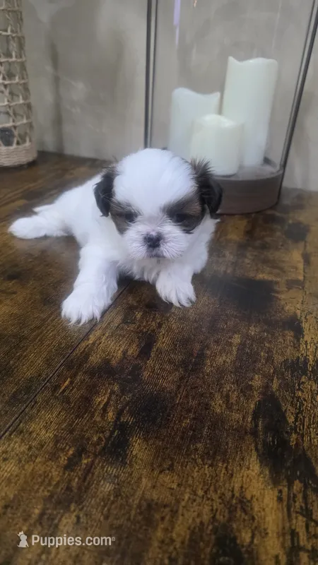 Bentley  – Shih Tzu puppy for sale in Phoenix, AZ