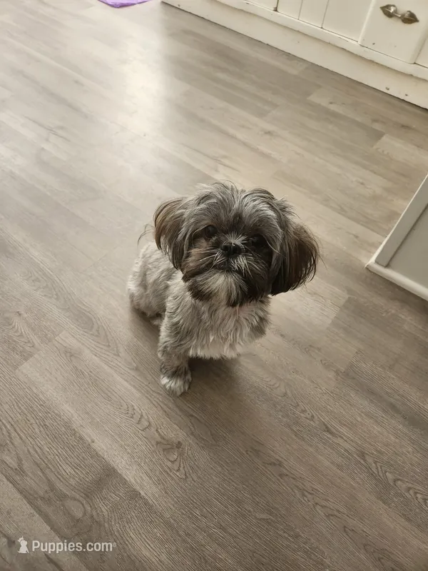 Angel – Shih Tzu puppy for sale in Phoenix, AZ