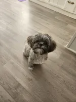 Angel, a female Shih Tzu for sale in Phoenix, AZ – 1 of 5