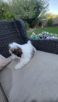 Charlie, a male Shih Tzu for sale in Phoenix, AZ – 2 of 3
