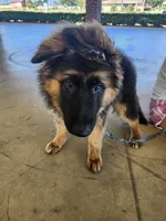 German Shepherd Puppy Long Coat , a male German Shepherd Dog for sale in Lake City, FL – 2 of 4