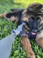 German Shepherd Puppy Long Coat , a male German Shepherd Dog for sale in Lake City, FL – 3 of 4