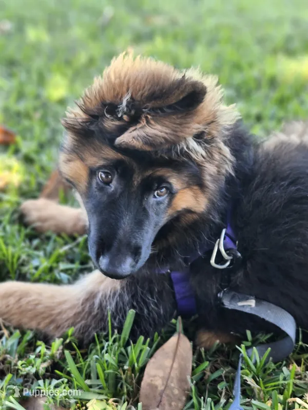German Shepherd Puppy Long Coat  – German Shepherd Dog puppy for sale in Lake City, FL