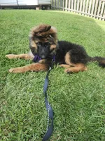German Shepherd Puppy Long Coat , a male German Shepherd Dog for sale in Lake City, FL – 4 of 4