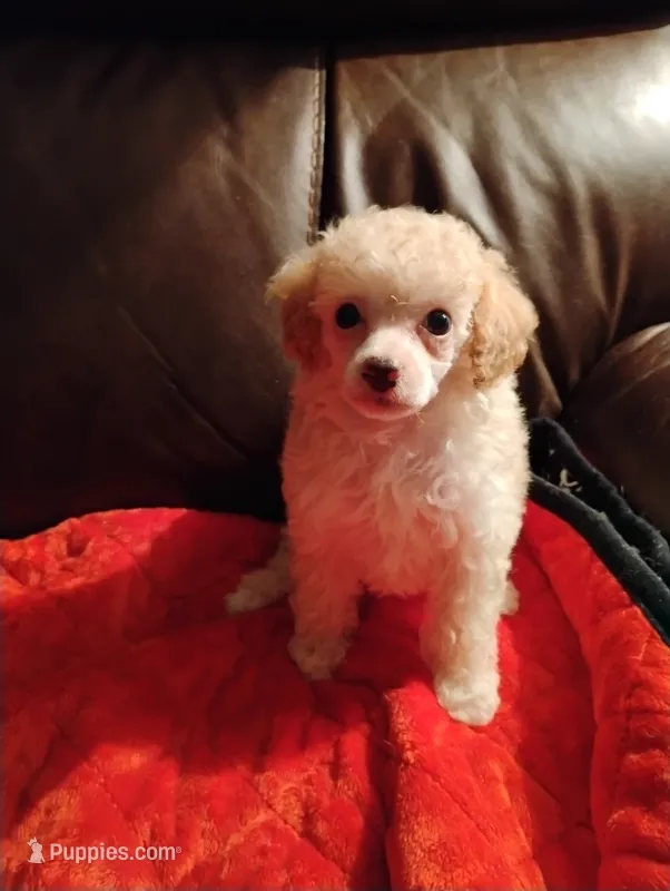Poodle one – Poodle - Toy  puppy for sale in Portsmouth, OH