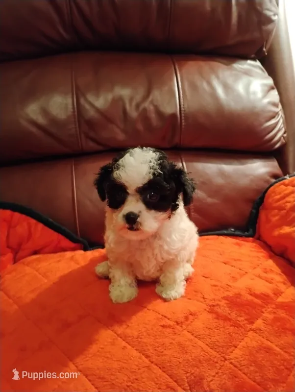 Maltipoo One – Maltipoo puppy for sale in Portsmouth, OH