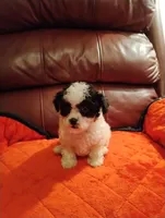 Maltipoo One, a female Maltipoo for sale in Portsmouth, OH – 1 of 4
