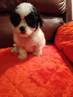 Maltipoo One, a female Maltipoo for sale in Portsmouth, OH – 3 of 4