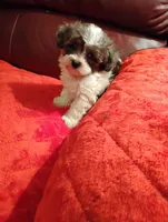 Yorkipoo 1, a female Yorkipoo for sale in Portsmouth, OH – 3 of 4