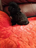 Yorkipoo 2, a female Yorkipoo for sale in Portsmouth, OH – 4 of 4
