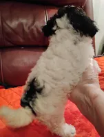 Maltipoo One, a female Maltipoo for sale in Portsmouth, OH – 4 of 4