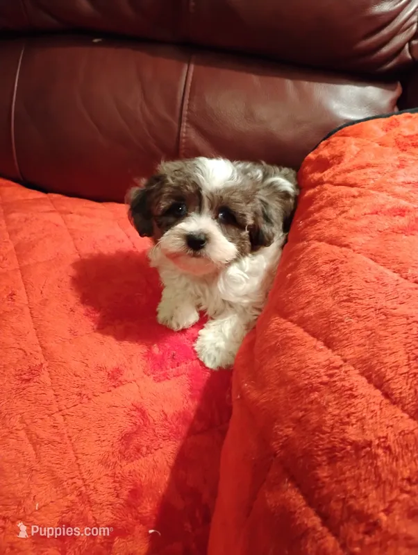 Yorkipoo 1 – Yorkipoo puppy for sale in Portsmouth, OH