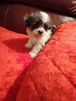 Yorkipoo 1, a female Yorkipoo for sale in Portsmouth, OH – 4 of 4