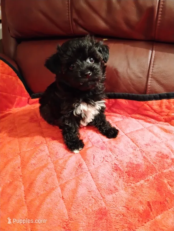 Yorkipoo 2 – Yorkipoo puppy for sale in Portsmouth, OH