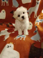 Puppy one, a male Maltese and Poodle - Toy  for sale in Portsmouth, OH – Photo 2 of 2