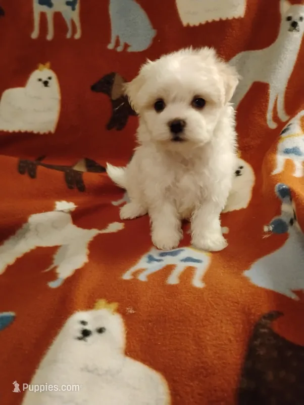 Puppy one – Maltese, Poodle - Toy  puppy for sale in Portsmouth, OH