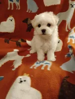 Puppy one, a male Maltese and Poodle - Toy  for sale in Portsmouth, OH – Photo 1 of 2