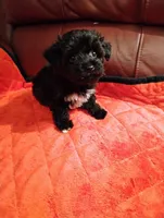 Yorkipoo 2, a female Yorkipoo for sale in Portsmouth, OH – 3 of 4