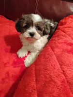 Yorkipoo 1, a female Yorkipoo for sale in Portsmouth, OH – 2 of 4