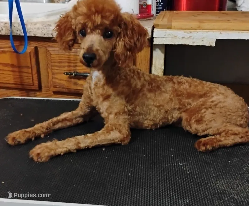 Charlie – Poodle - Toy  puppy for sale in Portsmouth, OH