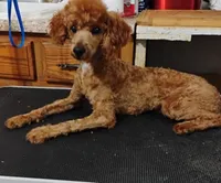 Charlie, a male Poodle - Toy  for sale in Portsmouth, OH – Photo 1 of 3